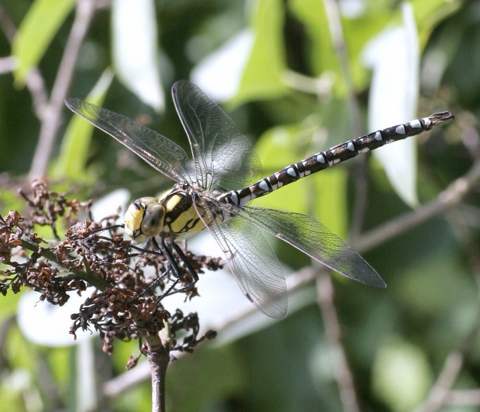 Natur 5