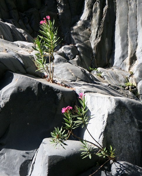 Natur 19